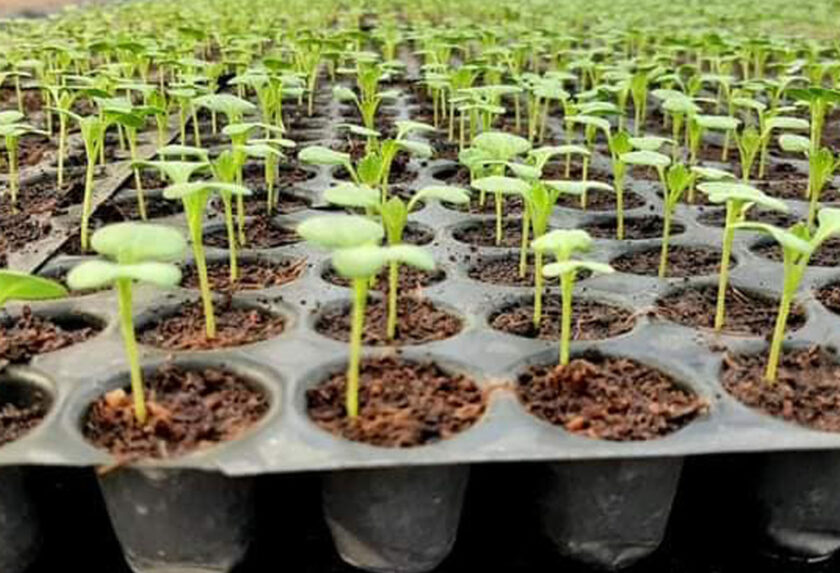 Coco coir is so environmentally friendly that it is reusable