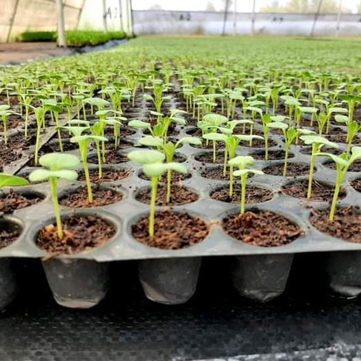 Coco coir is so environmentally friendly that it is reusable