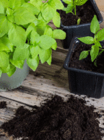 seedling-plugs-cocopeat-block-5kg-2