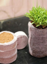 seedling-plugs-cocopeat-disk1