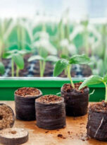 seedling-plugs-cocopeat-disk2