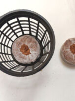 seedling-plugs-cocopeat-disk4