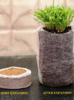 seedling-plugs-cocopeat-disk5